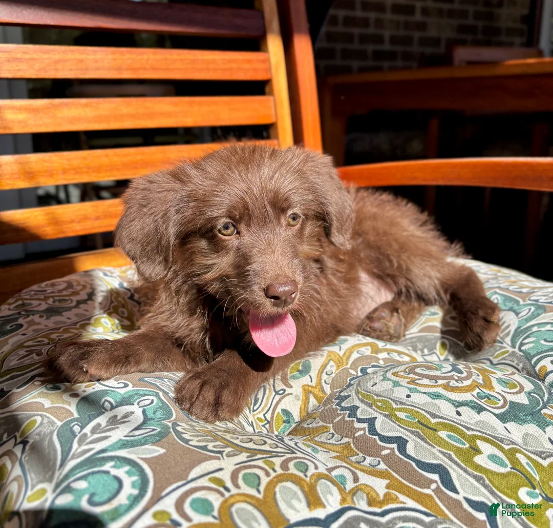 Labradoodle dogs for sale: Chloe - Ad 6