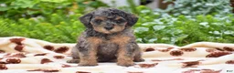 Miniature Poodle dogs for sale: Daisy - Miniature - Ad 3