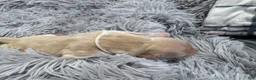 Golden Retriever dogs for sale: Bo peep - Ad 1
