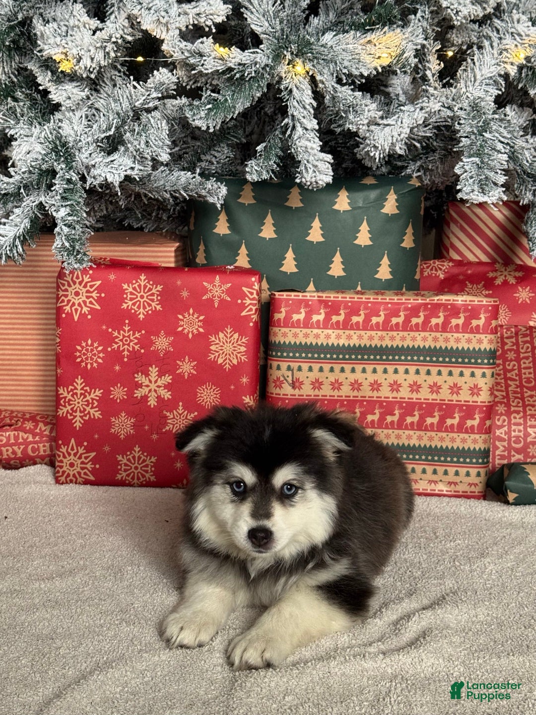 Pomsky dogs for sale: Glacier Girl - Ad 4