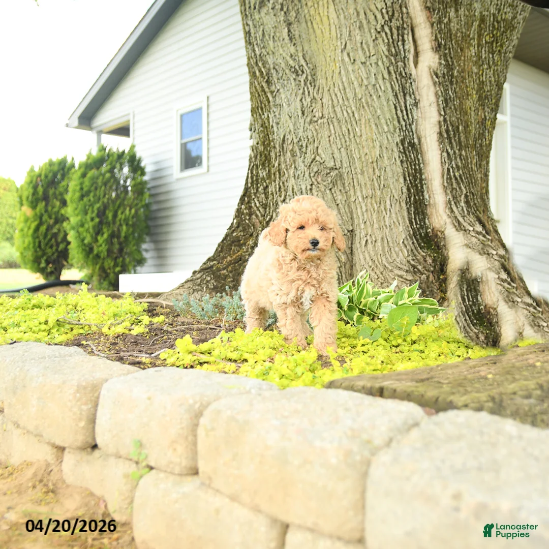 Goldendoodle dogs for sale: Julius - Ad 5