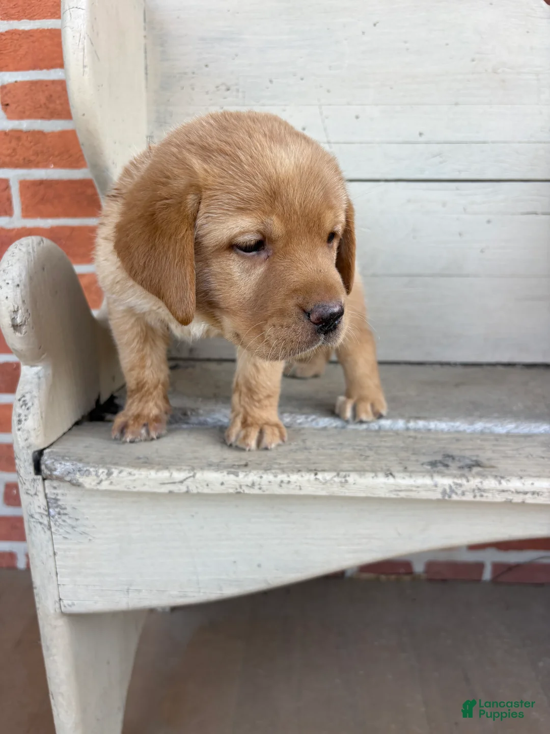 Labrador Retriever dogs for sale: Butter - Ad 5
