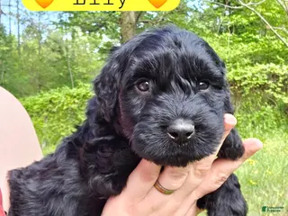 Giant Schnauzer dogs Giant Schnauzer Lily - Ad 3