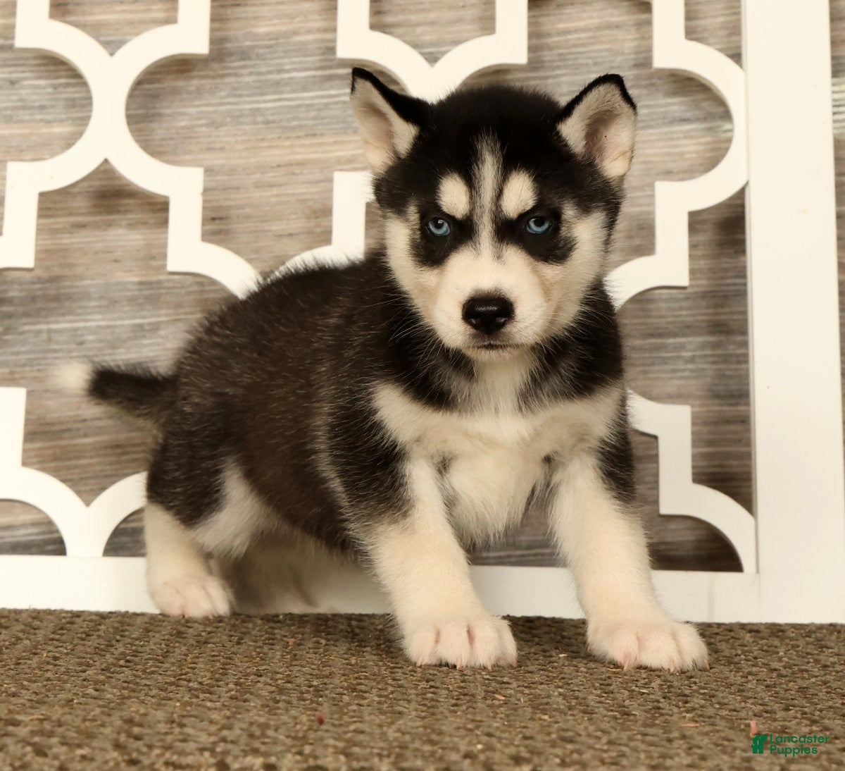 Siberian Husky dogs Princess - Ad 2