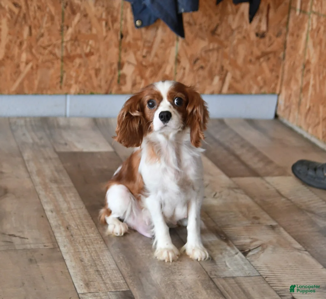 Cavapoo dogs for sale: Shelley - Ad 6