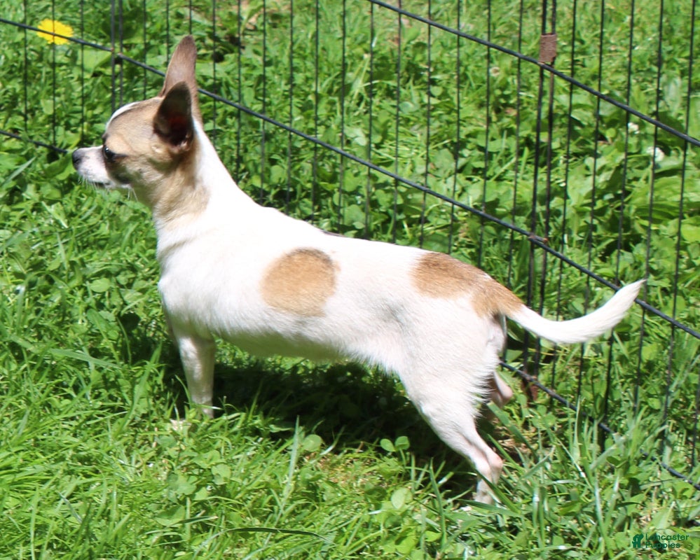 Chihuahua dogs Sassy - Ad 29