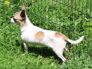 Chihuahua dogs Sassy - Ad 34