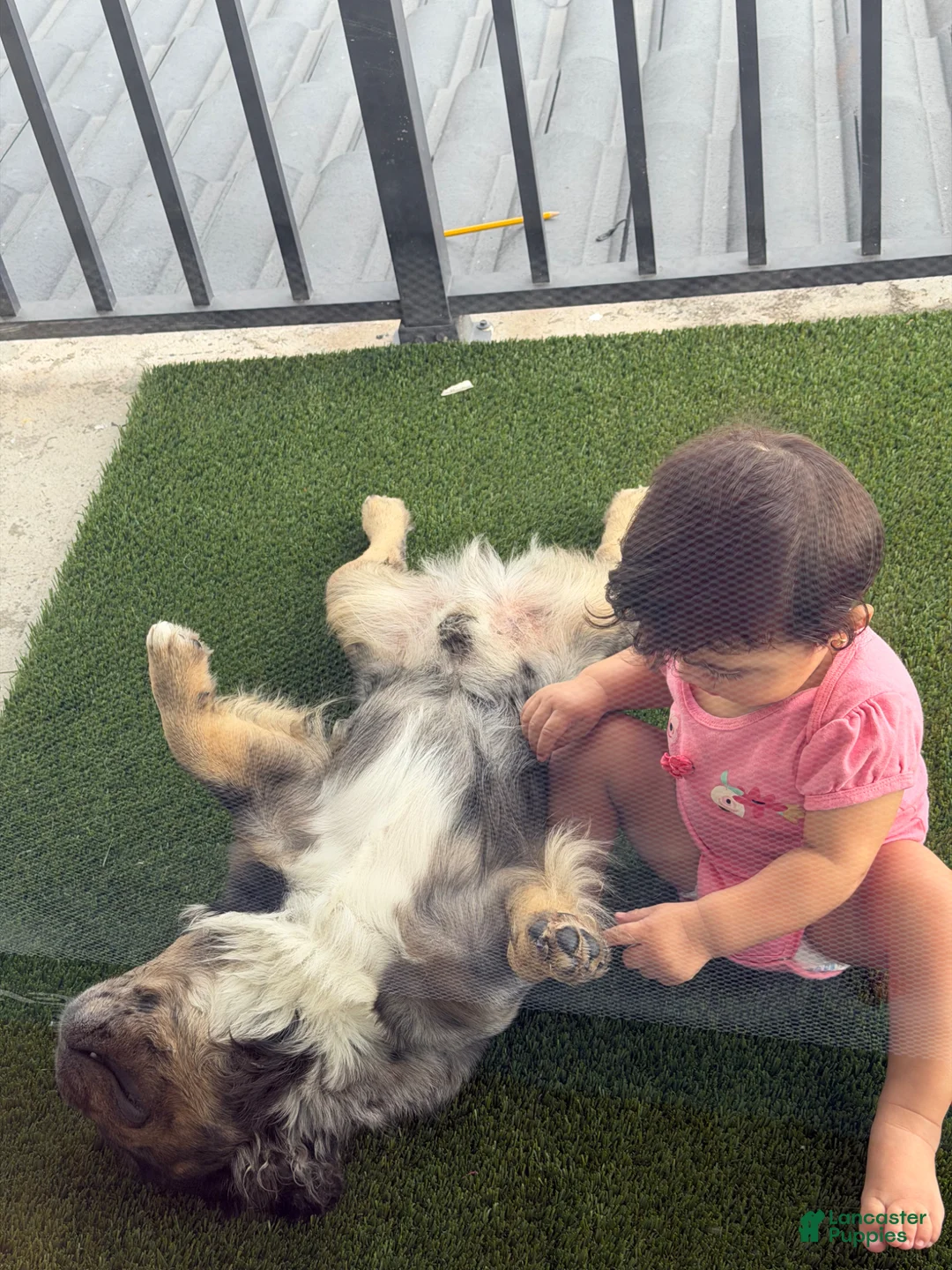 French Bulldog dogs for sale: French Bulldog Puppy 2 - Ad 1