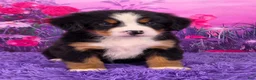 Bernese Mountain Dog dogs for sale: Dorthi - Ad 1