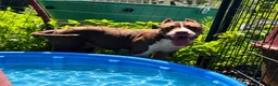 American Bully dogs for sale: Xl American Bully 2 - Ad 1