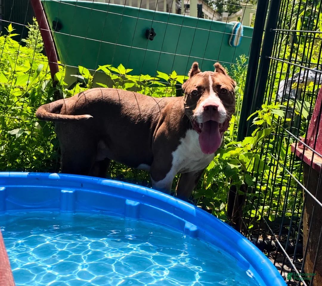 American Bully dogs for sale: Xl American Bully 2 - Ad 1