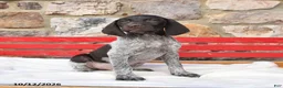 German Shorthaired Pointer dogs for sale: Muffin - Ad 3