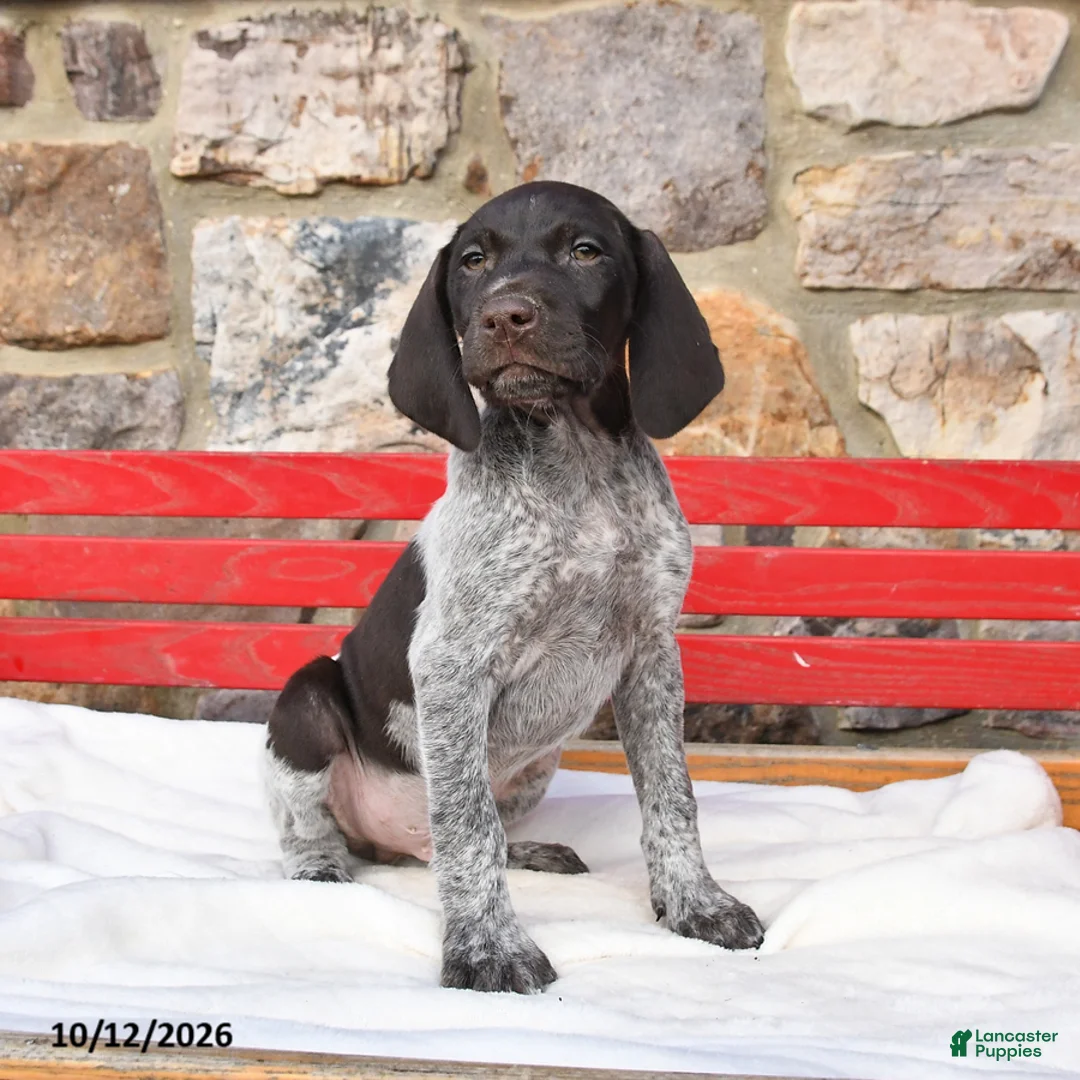 German Shorthaired Pointer dogs for sale: Muffin - Ad 3