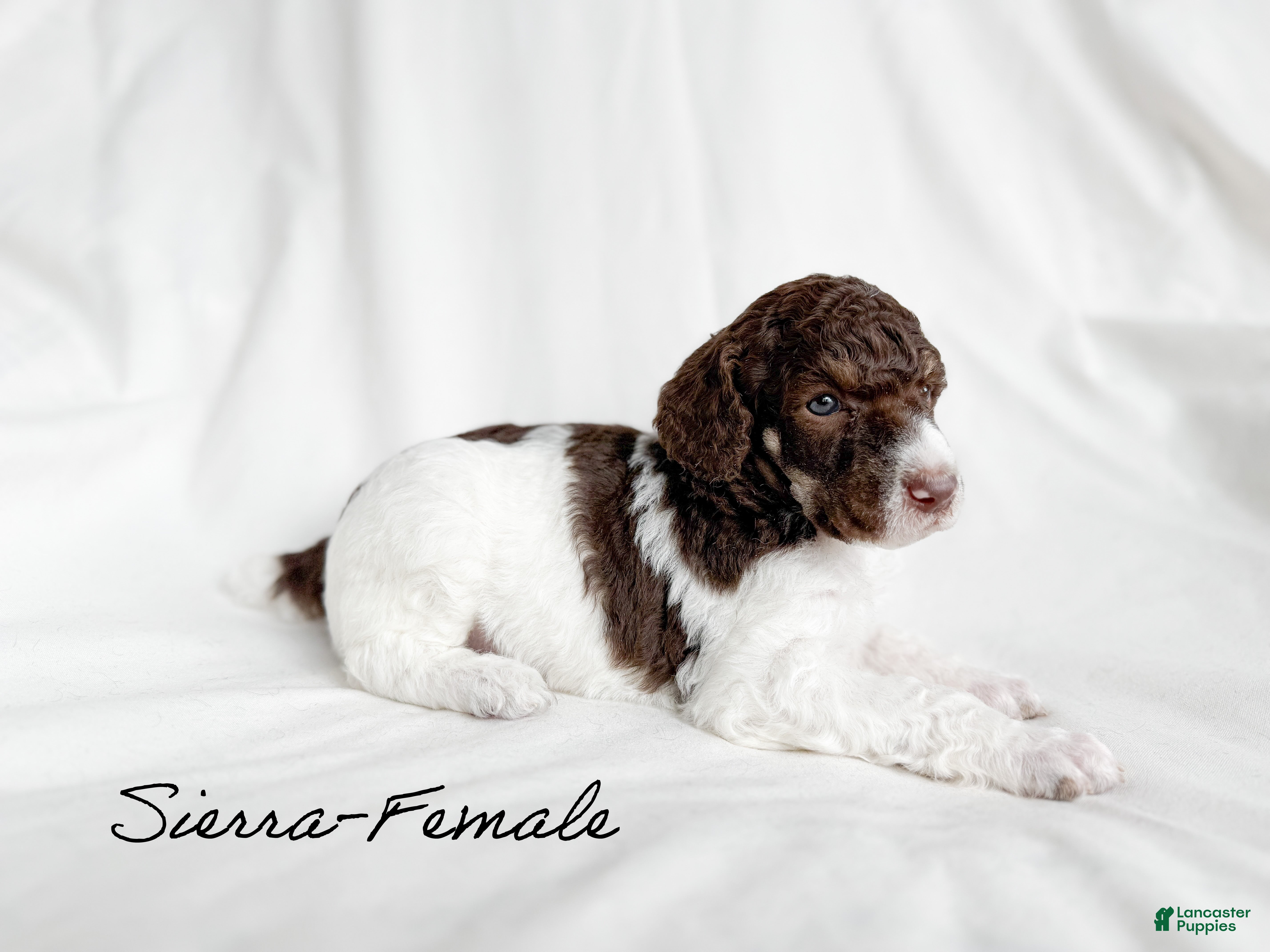 Standard Poodle dogs Sierra  - Ad 35