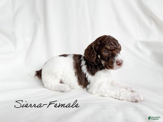 Standard Poodle dogs Sierra - Ad 24