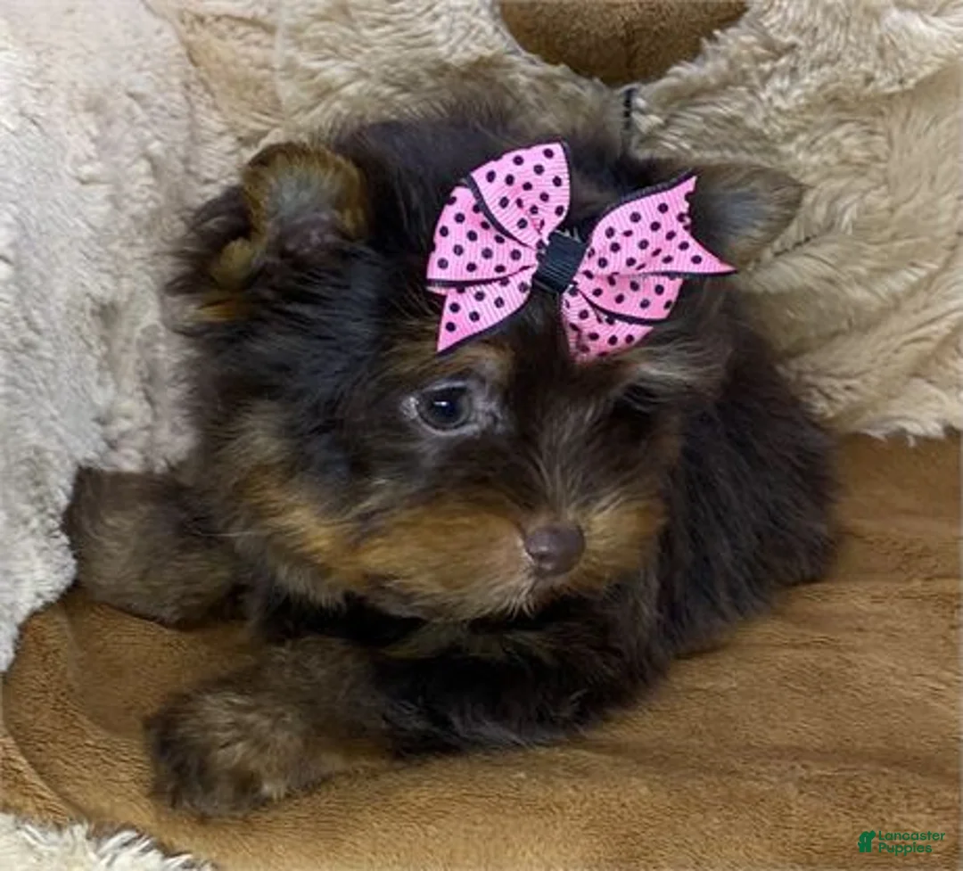 Yorkshire Terrier dogs for sale: Yorkshire Terrier Puppy 3 - Ad 2