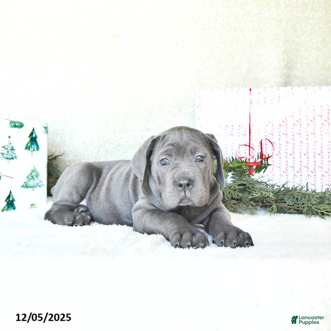 Cane Corso dogs for sale: Nova - Ad 3