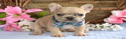 French Bulldog dogs for sale: Finn  - Ad 5