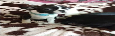 Boston Terrier Puppy 1