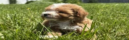 Mini Goldendoodle dogs for sale: Keith - Ad 2