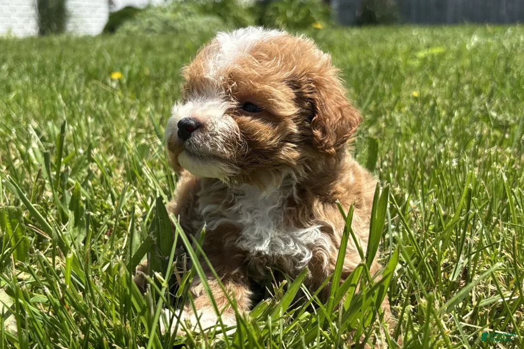 Mini Goldendoodle dogs for sale: Keith - Ad 2