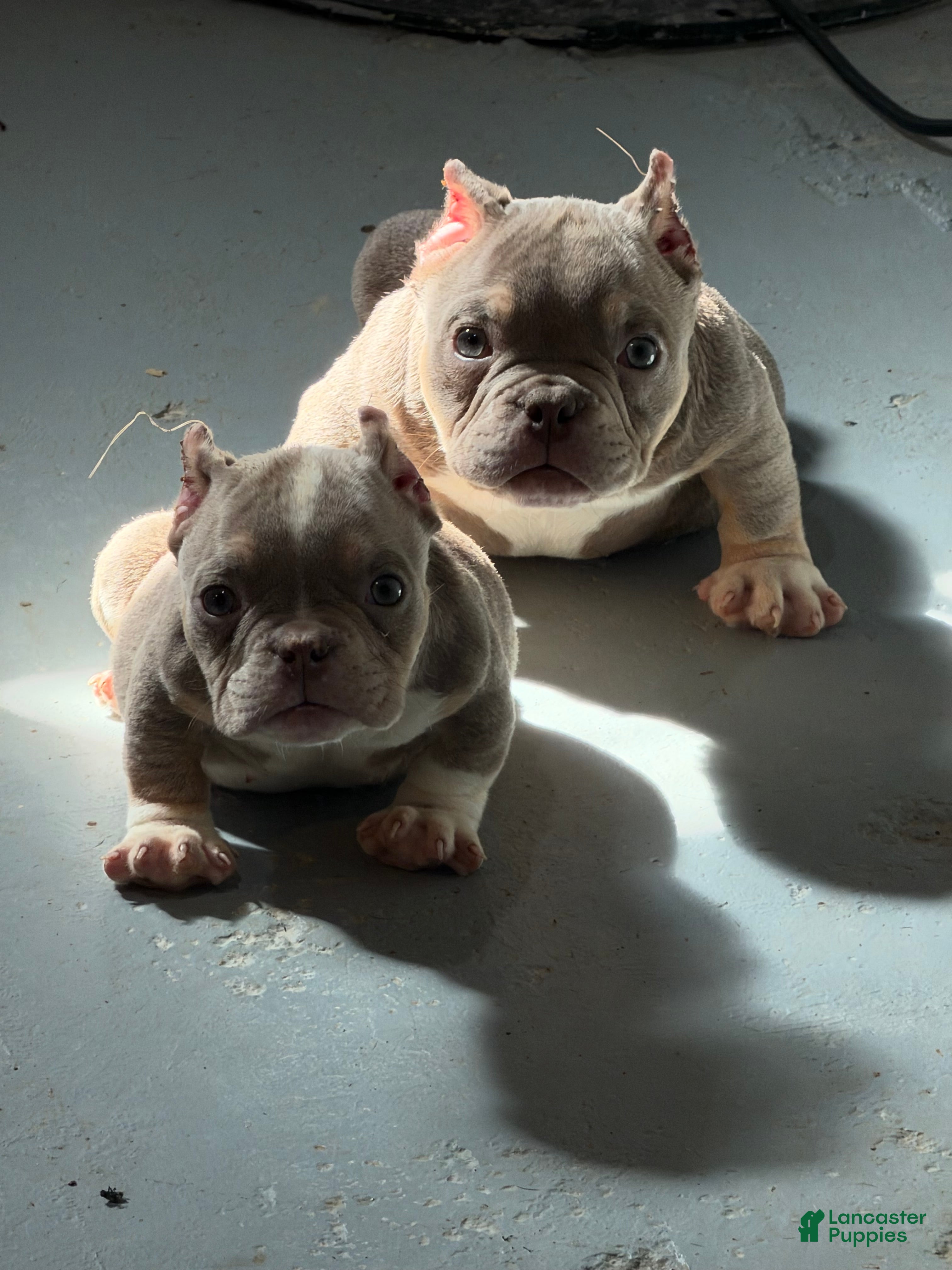American Bully dogs Katana  - Ad 1