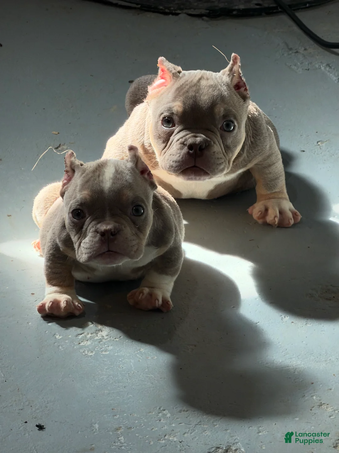 American Bully dogs for sale: Katana  - Ad 1