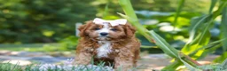 Cavapoo dogs for sale: Liberty - Ad 9