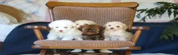 Toy Poodle dogs for sale: Bingo - Ad 13
