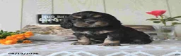 Cocker Spaniel dogs for sale: Jody - Ad 4