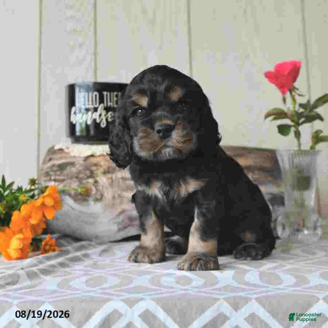 Cocker Spaniel dogs for sale: Jody - Ad 4