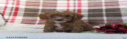Cavapoo dogs for sale: Kelson - Ad 3