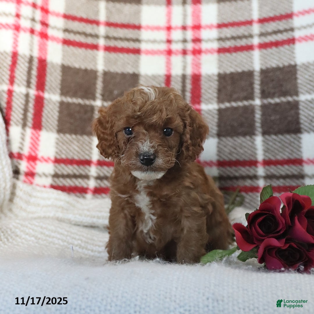 Cavapoo dogs for sale: Kelson - Ad 3