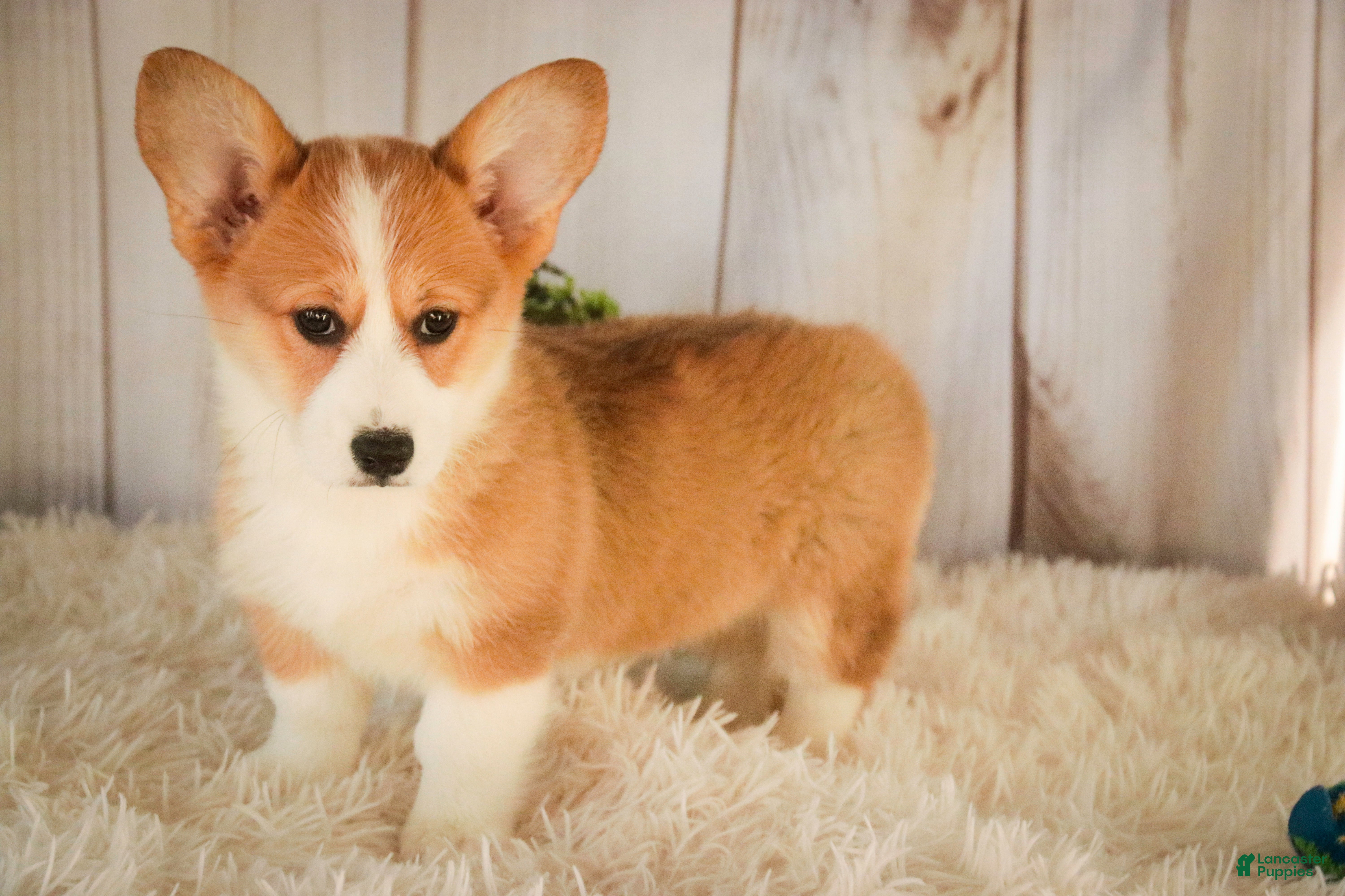 Welsh Corgi Pembroke dogs Gwen - Ad 1