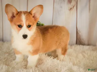 Welsh Corgi Pembroke dogs for sale: Gwen - Ad 3