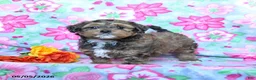 Havapoo dogs for sale: Harley - Ad 2