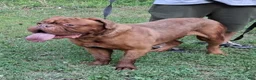 Dogue De Bordeaux dogs for sale: Dogue De Bordeaux Puppy 1 - Ad 3