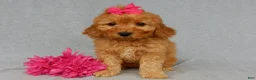 Mini Goldendoodle dogs for sale: Lela-MEDIUM - Ad 3