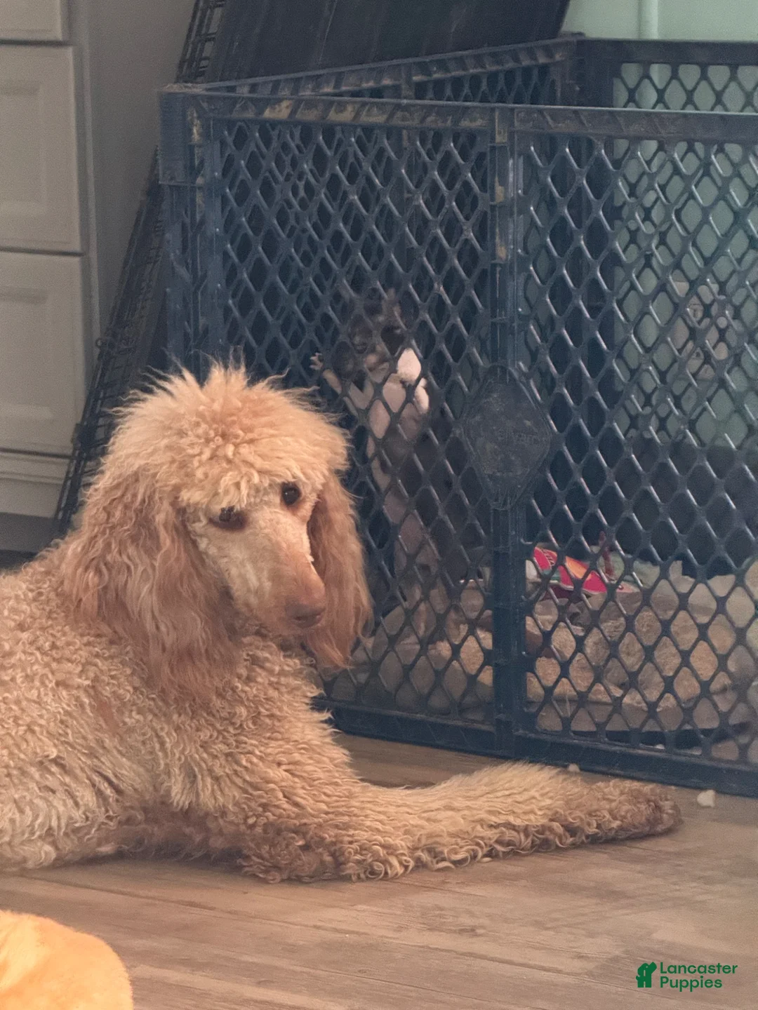 Aussiedoodle dogs for sale: Aussiedoodle Puppy 2 - Ad 2