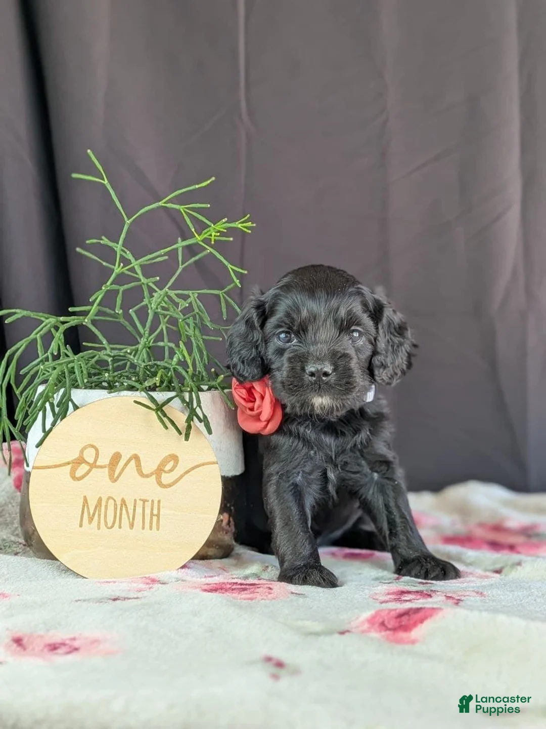 Cockapoo dogs for sale: Ally - Ad 1