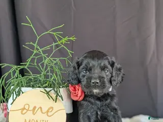 Cockapoo dogs for sale: Ally - Ad 3
