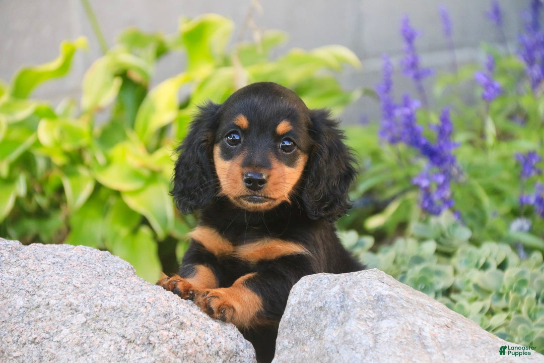 Dachshund (Dachshund, Female) in LaGrange, IN