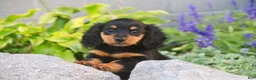 Miniature Dachshund dogs for sale: Sally Miniature Dachshund  - Ad 1