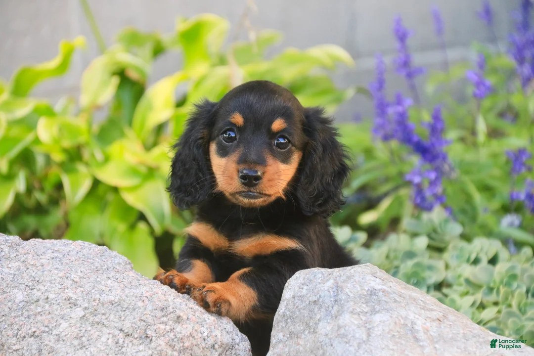 Miniature Dachshund dogs for sale: Sally Miniature Dachshund  - Ad 1