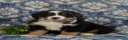 Bernese Mountain Dog dogs for sale: Donovan - Ad 4