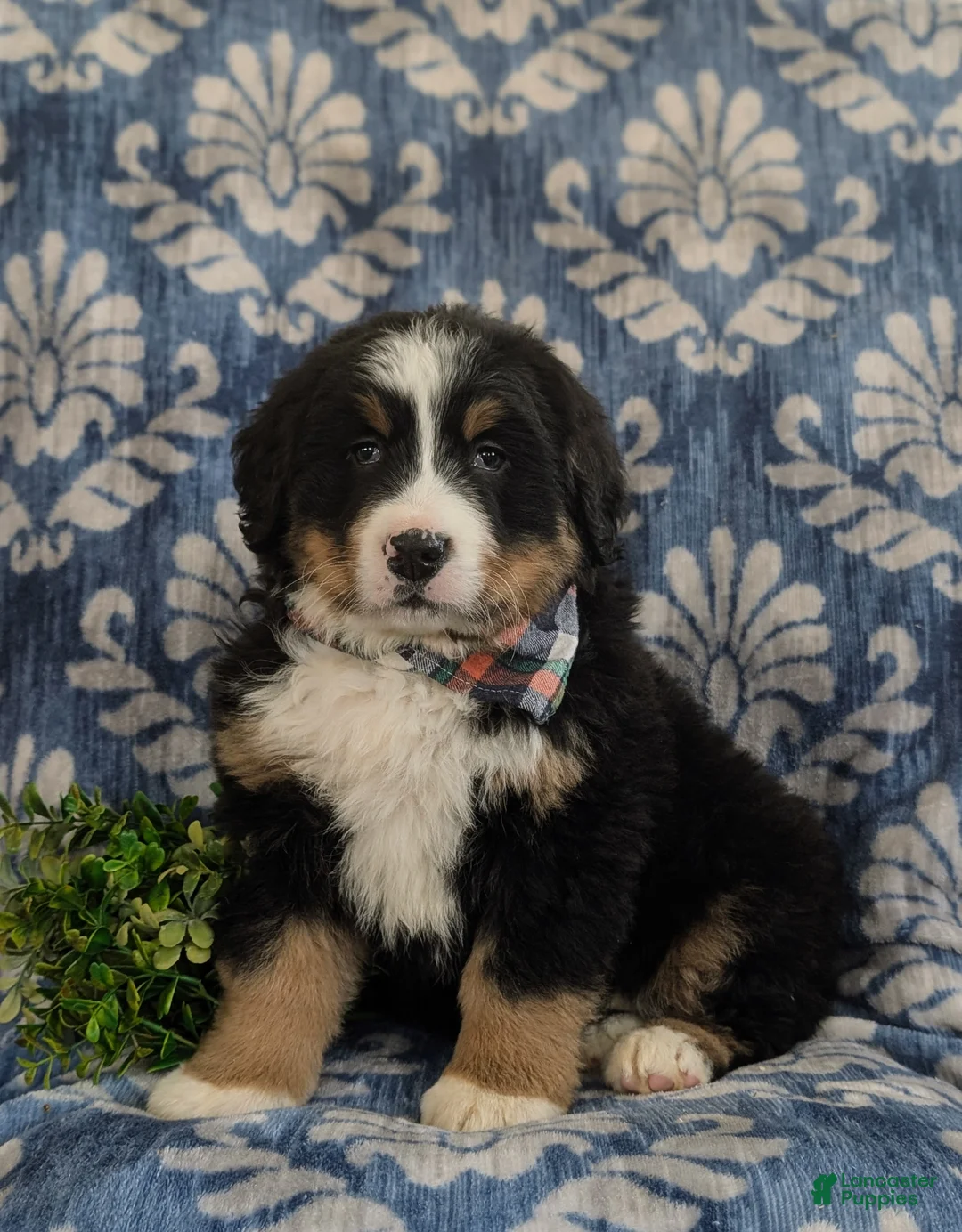 Bernese Mountain Dog dogs for sale: Donovan - Ad 4