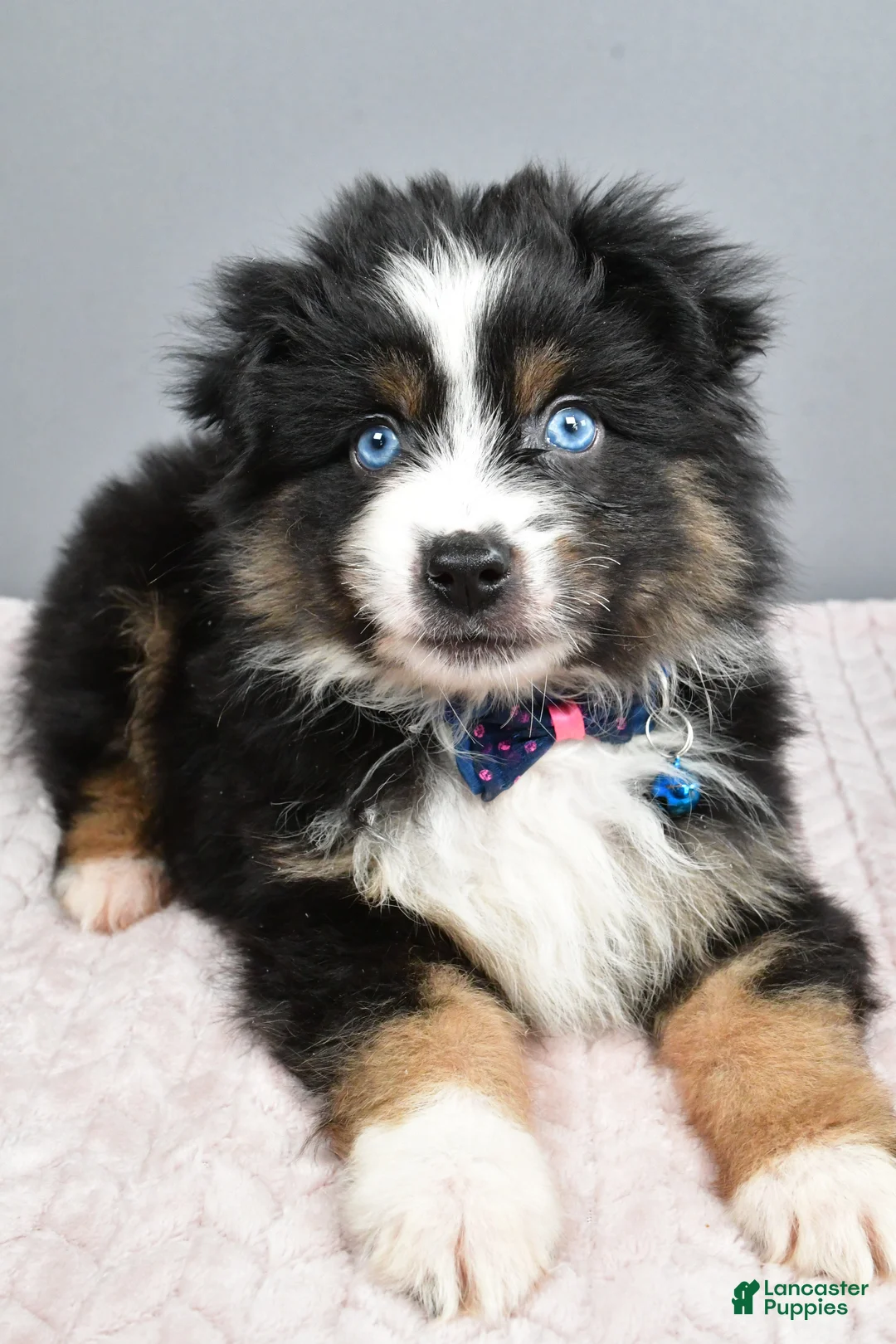 Miniature Australian Shepherd dogs for sale: Rocket - Ad 4