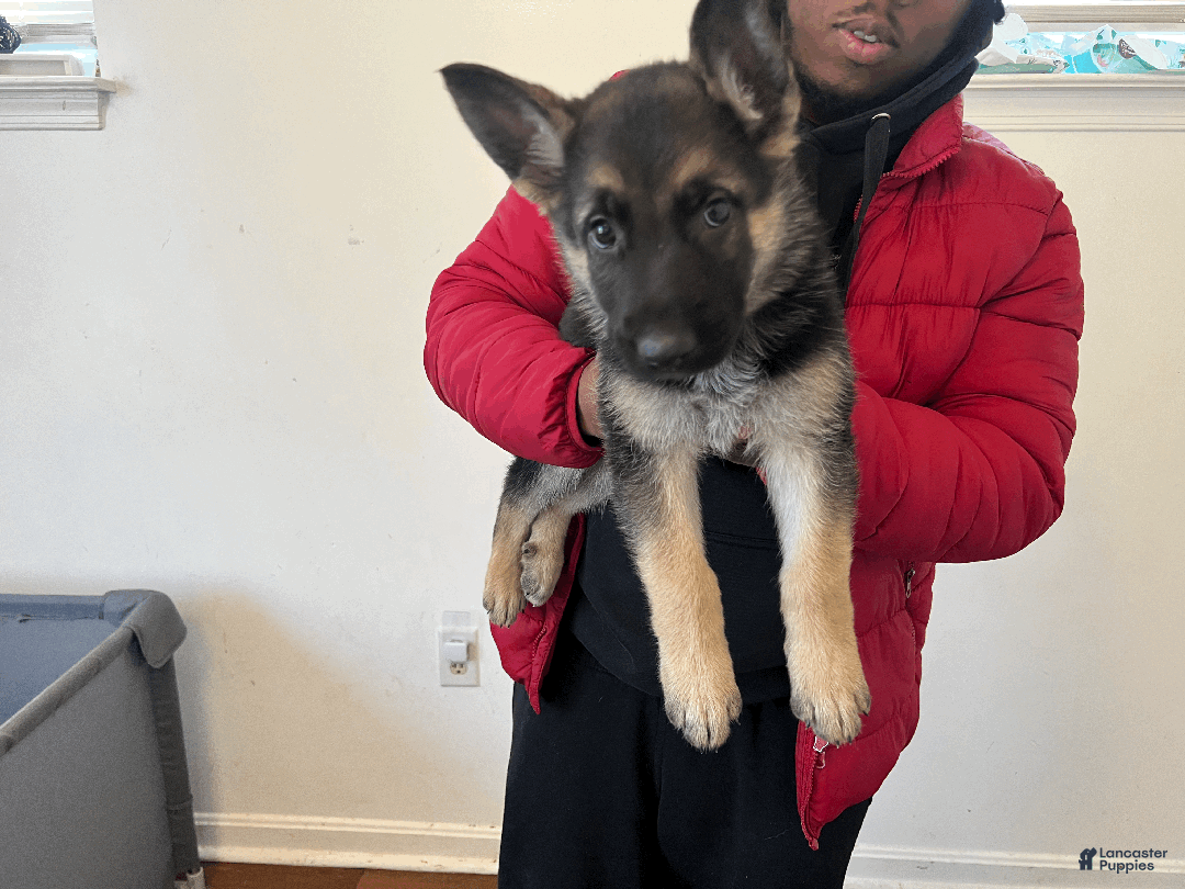 German Shepherd dogs for sale: Beast - Ad 2