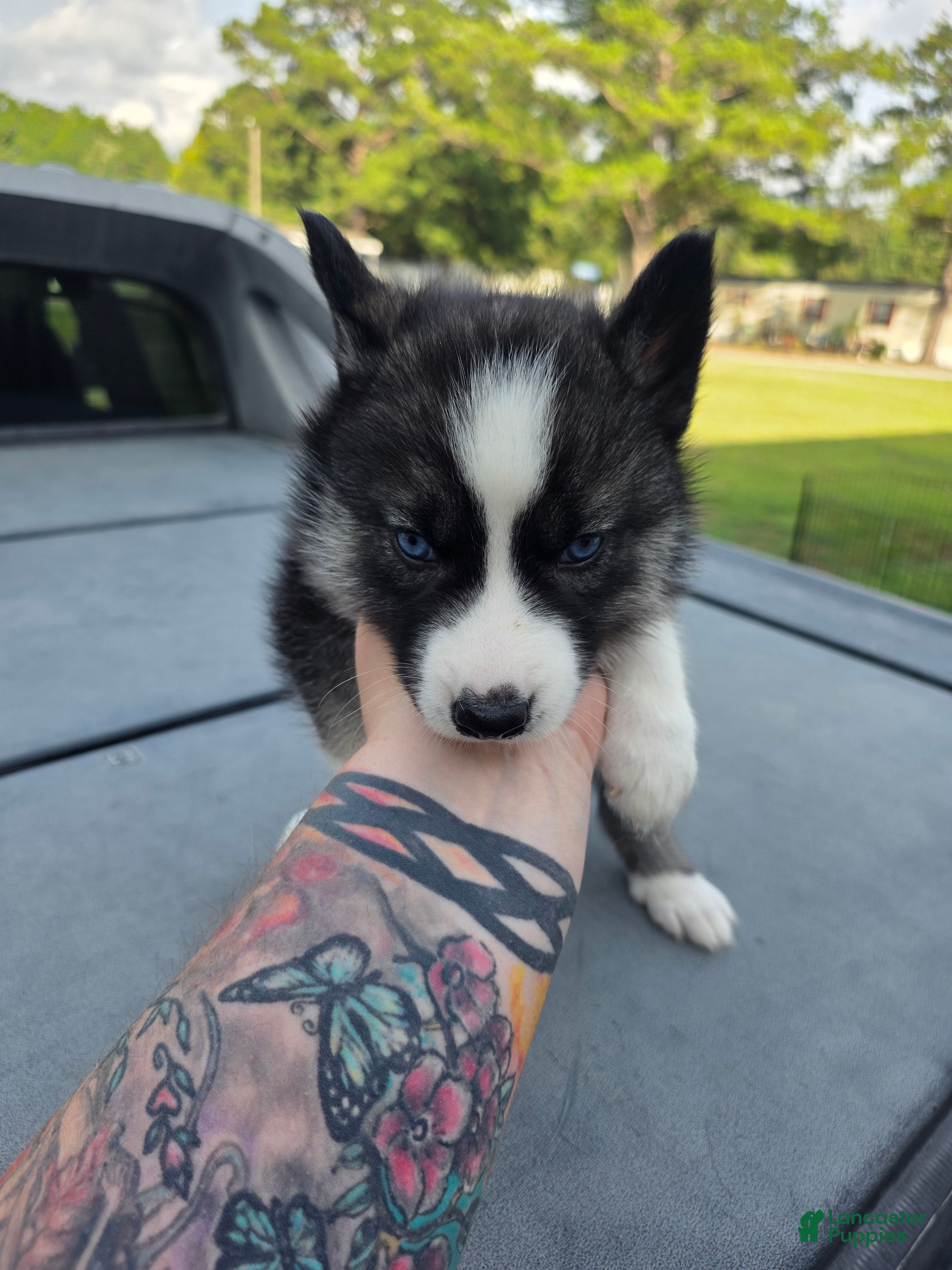 Siberian Husky dogs Siberian Husky 3 - Ad 24