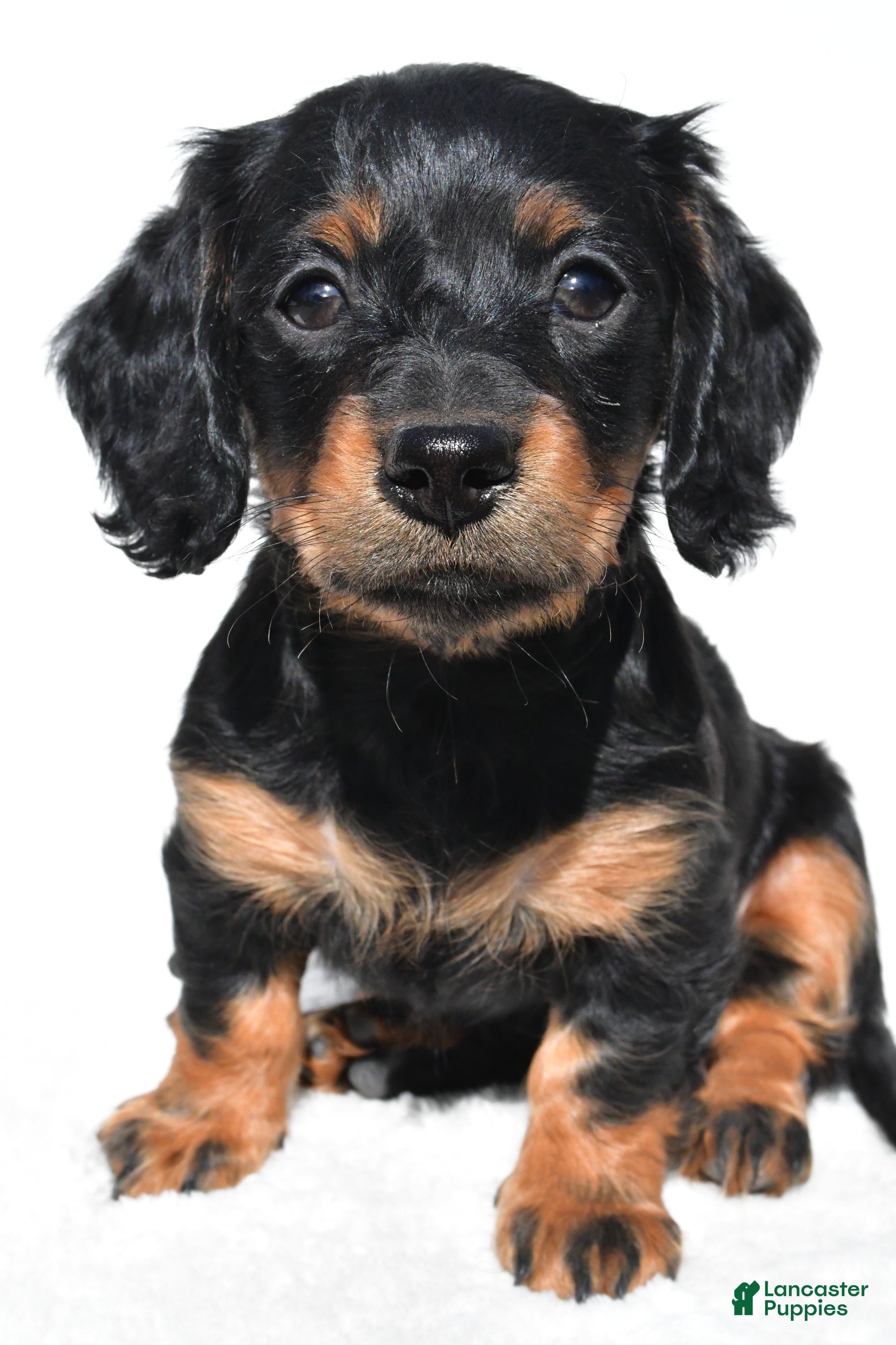 Miniature Dachshund dogs for sale: Anna - Ad 6
